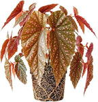 Begonia Live Plant, Begonias Live Plant, Rare Begonias Plants, 5-7 Inches in Height for Indoor Houseplant (Pink Leaf with White Spots Begonia)