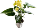 Anthurium (12"-14" Tall) Unique and Gorgeous Live Indoor Plant, Easy Care and Easy to Grow, Bloom Plant, 4 inch Pot (Vanilla)