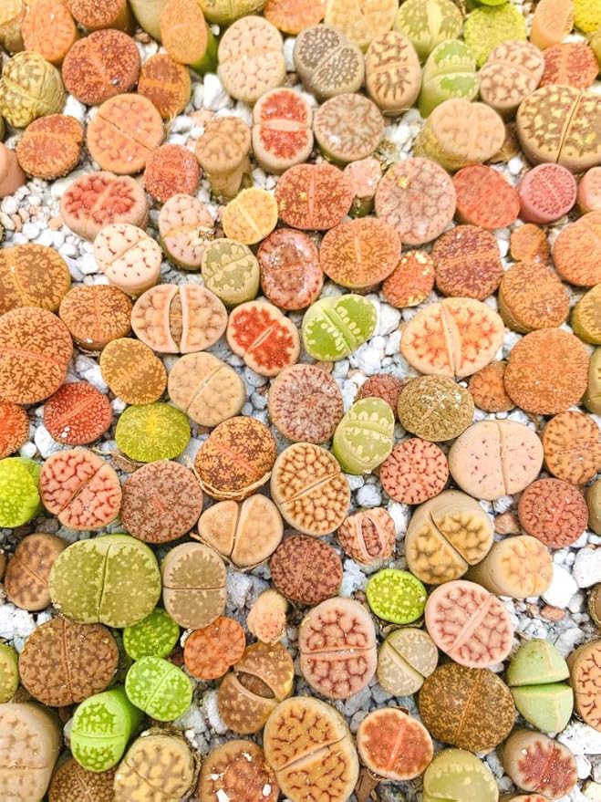 Lithops Seed Mix Freshly Harvest Pack of 50 Seeds Mix