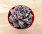 Sprout N Green Echeveria Purpusorum, Rare Live Succulent Plant Fully Rooted in 4" Planter with Soil, Home Office Indoor Outdoor Wedding Decoration DIY Projects Party Favor