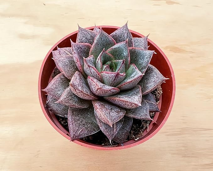 Sprout N Green Echeveria Purpusorum, Rare Live Succulent Plant Fully Rooted in 4" Planter with Soil, Home Office Indoor Outdoor Wedding Decoration DIY Projects Party Favor