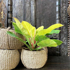 Philodendron Moonlight Live Plant for Indoor | Different Houseplants in 4'' & 6'' Pot | Real House Plant for Living Room, Office, Desk & Bathroom | Moonlight