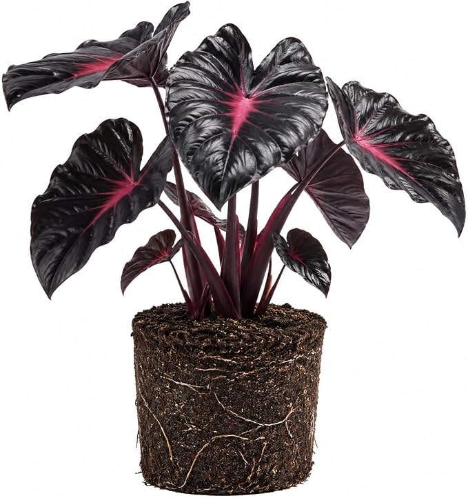Elephant Ear Plants, Rare Colocasia Plant Live, Perennial Esculenta Taro Alocasia 4-8 Inch Tall, Indoor Outdoor Garden (Variegated Black)
