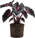 Elephant Ear Plants, Rare Colocasia Plant Live, Perennial Esculenta Taro Alocasia 4-8 Inch Tall, Indoor Outdoor Garden (Variegated Black)