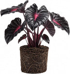 Elephant Ear Plants, Rare Colocasia Plant Live, Perennial Esculenta Taro Alocasia 4-8 Inch Tall, Indoor Outdoor Garden (Variegated Black)