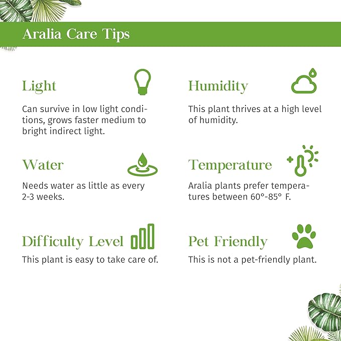 Aralia Bianca Live Plant for Indoor | Different Houseplants in 3'' Pot | Real House Plant for Living Room, Office, Desk & Bathroom | False Variegated | Dizygotheca elegantissima