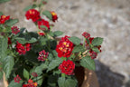 Multicolor Lantana Flowers (4 Pack), Easy Plant Care, Attracts Pollinators, Extended Bloom, Heat and Drought Tolerant, Real Flowers, Live Outdoor Flowering Plants