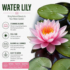Live Water Lily Roots for Planting – Hardy Lily Pad Tubers for Ponds & Water Gardens – Easy Grow Aquatic Plants with Floating Pads & Blooming Flowers (10 Pily Pad Roots)