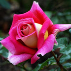 100PCS Dark Rose Mixed Color Rose Seeds Rare Garden Flower Seeds Heirloom
