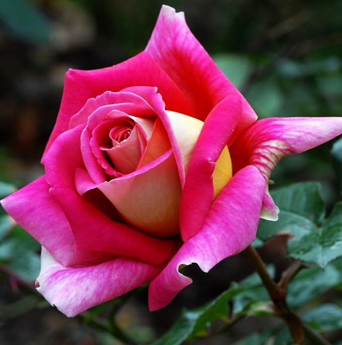 100PCS Dark Rose Mixed Color Rose Seeds Rare Garden Flower Seeds Heirloom