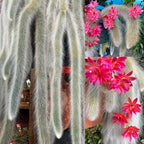 Monkey Tail Cactus Live Plants for Planting, Live Monkey Tail Cactus Houseplant Succulents 6-8" for Indoor Outdoor Planting
