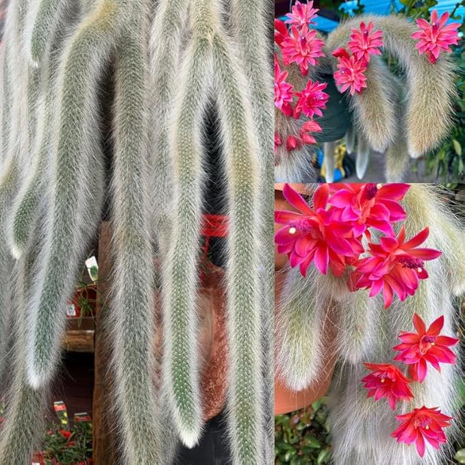 Monkey Tail Cactus Live Plants for Planting, Live Monkey Tail Cactus Houseplant Succulents 6-8" for Indoor Outdoor Planting