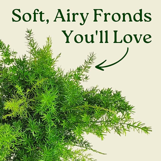 Sprengeri Fern – Live Asparagus Fern in 1 Gallon Nursery Pot – Lush, Cascading Green Foliage for Shade Gardens & Indoor Spaces – Easy-Care Perennial, Thrives in Humidity