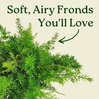 Sprengeri Fern – Live Asparagus Fern in 1 Gallon Nursery Pot – Lush, Cascading Green Foliage for Shade Gardens & Indoor Spaces – Easy-Care Perennial, Thrives in Humidity