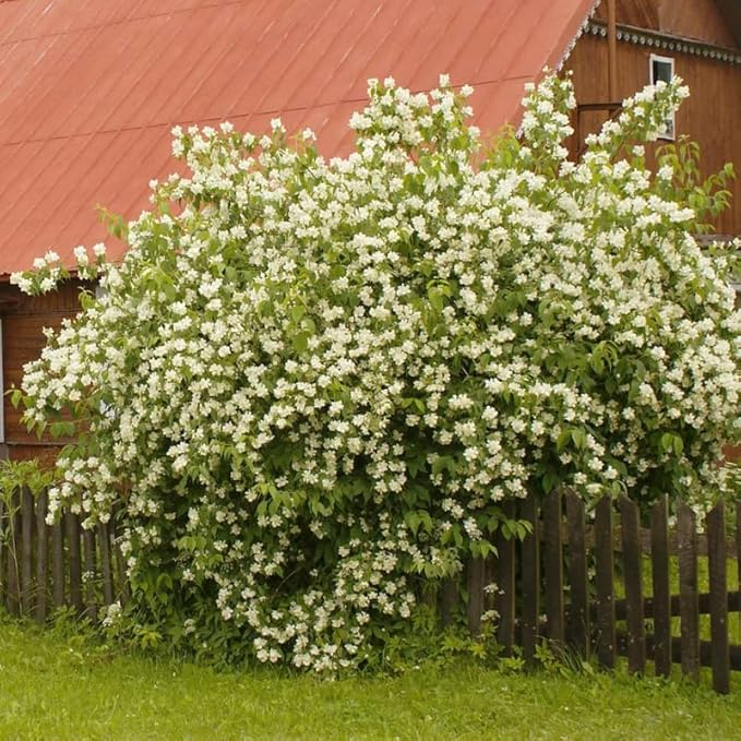 Mock Orange Bush, Philadelphus Shrub Live Plant, Sweet Fragrant Mock Orange Plants Tree Live in Pot, 5-8 Inc Tall