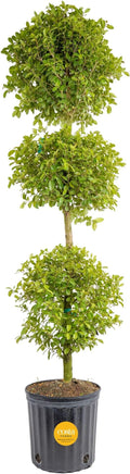 Costa Farms 3-Ball Eugenia Topiary Live Indoor Plant, Potted in Nursery Plant Pot, Indoor Outdoor Home and Patio Decor, 42-Inches Tall