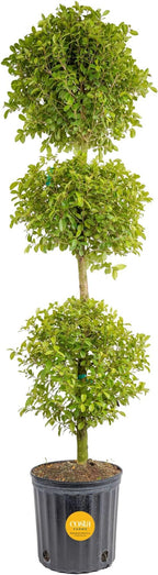 Costa Farms 3-Ball Eugenia Topiary Live Indoor Plant, Potted in Nursery Plant Pot, Indoor Outdoor Home and Patio Decor, 42-Inches Tall