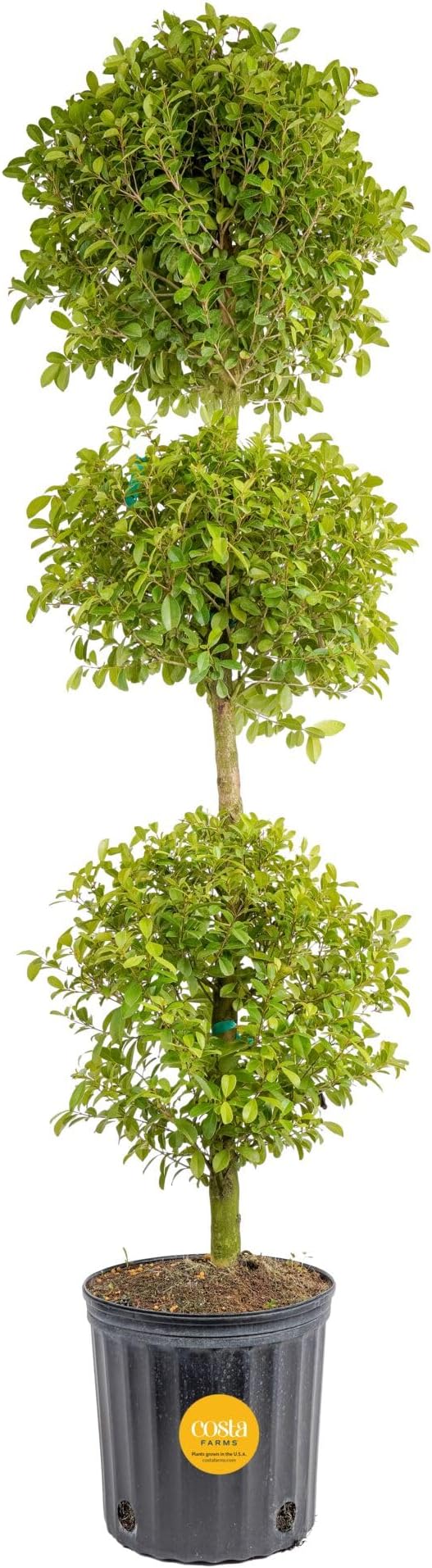 Costa Farms 3-Ball Eugenia Topiary Live Indoor Plant, Potted in Nursery Plant Pot, Indoor Outdoor Home and Patio Decor, 42-Inches Tall