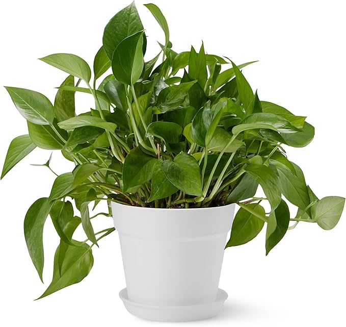 Amazon Basics Plant Pots, 6 inch, White, 1-Pack