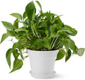 Amazon Basics Plant Pots, 6 inch, White, 1-Pack