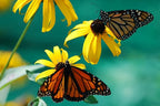 Black Eyed Susan Seeds for Planting, 1 Ounce, Giving You Beautiful Black Eyed Susan Flowers, Non-GMO, Heirloom Seed Varieties…