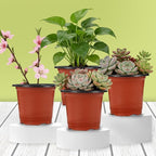 Augshy 110 Pcs 3.5 Inch Plastic Plant Pots, Nursery Pots for Succulents Seedlings, Small Plant Pots with Drainage Holes, Plastic Garden Pots for Home Gardening