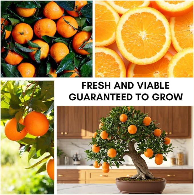 Dwarf Orange Seeds for Planting – 10 Hardy Orange Seeds – Grow Compact, Fruit-Bearing Trees or Bonsai