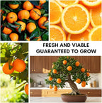 Dwarf Orange Seeds for Planting – 10 Hardy Orange Seeds – Grow Compact, Fruit-Bearing Trees or Bonsai