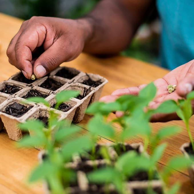 Back to the Roots 12-Cell Greenhouse Germination Kit | Seed Starting Tray with Pots & Vented Lid for Indoor Gardening