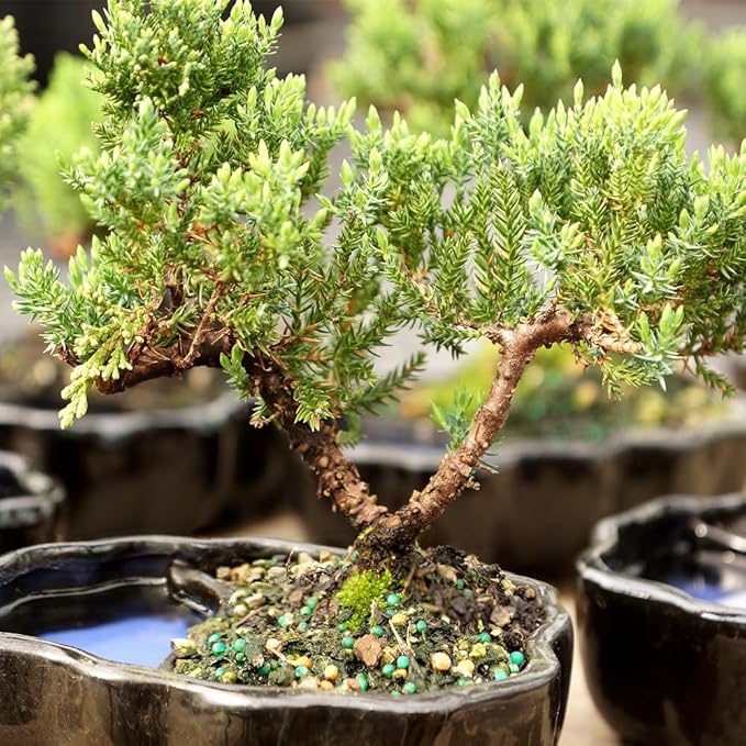 Brussel's Bonsai - Live Green Mound Juniper Bonsai Tree in Zen Reflections Pot, Outdoor Bonsai Tree Live Plant, 3 Years Old, 6-8 Inches Tall, Easy Care Bonsai for Patio Garden (Small)