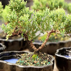 Brussel's Bonsai - Live Green Mound Juniper Bonsai Tree in Zen Reflections Pot, Outdoor Bonsai Tree Live Plant, 3 Years Old, 6-8 Inches Tall, Easy Care Bonsai for Patio Garden (Small)