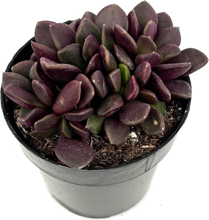 Anacampseros Purple Giant Purple Sand Rose Easy Succulents, 2.5" Pot