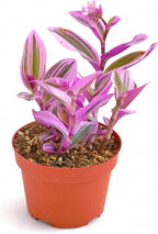 Shop Succulents Tradescantia Nanouk, Hanging Live Indoor Plant, Easy Care Hanging Trailing Houseplant in Nursery Pot, Air Purifying Plant in Soil, Housewarming, Home Décor, 4 Inch Pot