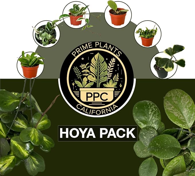 Hoya Plants 4 Live Houseplants in 4" Pots - Variety Assortment 4 Pack Hoya Plants - Pet Friendly Plants - Air Purifying Plants - CA Seller (Pack of 4 Hoya Plants)