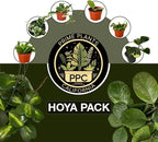 Hoya Plants 4 Live Houseplants in 4" Pots - Variety Assortment 4 Pack Hoya Plants - Pet Friendly Plants - Air Purifying Plants - CA Seller (Pack of 4 Hoya Plants)