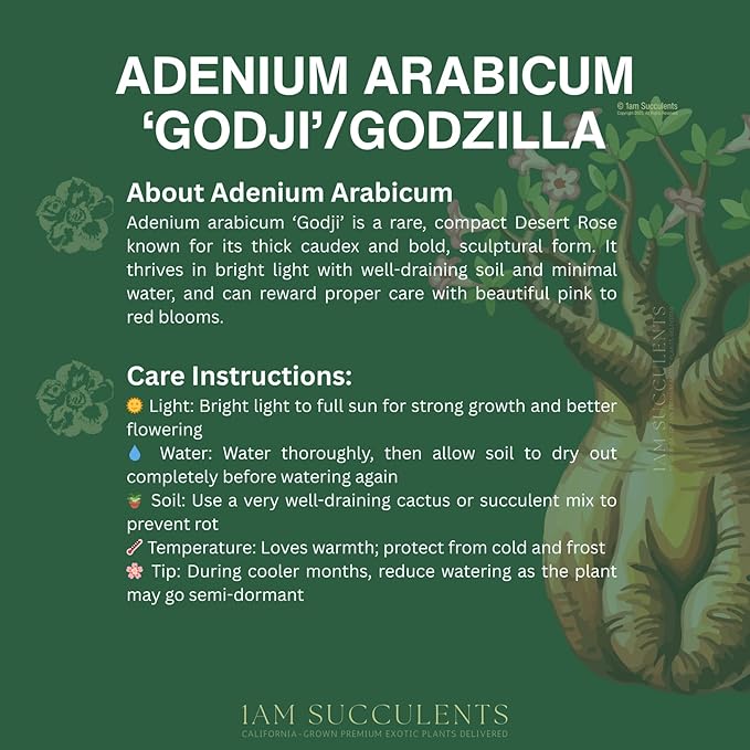 Rare Adenium Arabicum Godji Live Plant – Desert Rose Succulent – Thick Caudex Bonsai Plant – Drought Tolerant Exotic Houseplant
