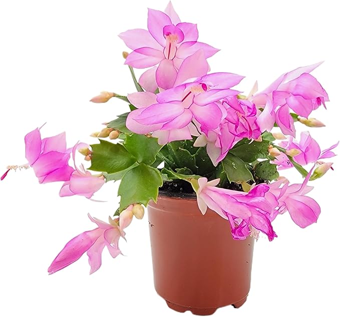 Thanksgiving Cactus, Pink Seasonal Blooms, Live Indoor Plant, Flowering Houseplant, Christmas Cactus, 4-Inch Pot, Holiday Decor, Pet Safe, Free Heat Pack