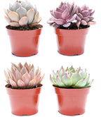 Live Echeveria Succulent Plants (4 Pack) – Assorted 4-Inch – Fully Rooted Echeveria Succulents – Live Rosette Succulent Set