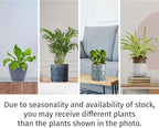 Pet Friendly Live Plants for Indoor | Different Houseplants in Multiple Sizes | Real House Plant for Living Room, Office, Desk & Bathroom