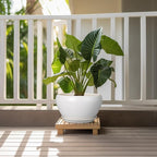 Ceramic Planter for Indoor Plants - 11 Inch Plant Pot with Drainage Hole and Saucer Decorative Round Large Planter Pot for Plants Outdoor Flower Pot for Garden White