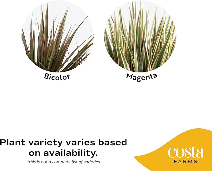 Costa Farms Dracaena Indoor/Outdoor Live Plant in Grower Pot, Easy‑Care Tropical Green Foliage Houseplant for Patio, Porch, Balcony, Deck & Home Décor, 16–24 Inches Tall, Pack of 4