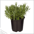 Live Aromatic and Edible Herb - Lavender (6 Per Pack), Natural Sleep Enhancer, 6" Tall by 4" Wide in 1 Pint Pot