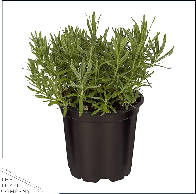 Live Aromatic and Edible Herb - Lavender (6 Per Pack), Natural Sleep Enhancer, 6" Tall by 4" Wide in 1 Pint Pot