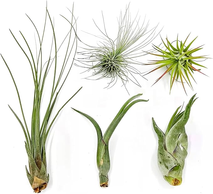 Air Plants - Tillandsia Variety Pack, Regular 1-3" - 5ct - Live Arrival Guaranteed - House Plants for Home Decor & Gift