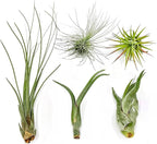 Air Plants - Tillandsia Variety Pack, Regular 1-3" - 5ct - Live Arrival Guaranteed - House Plants for Home Decor & Gift