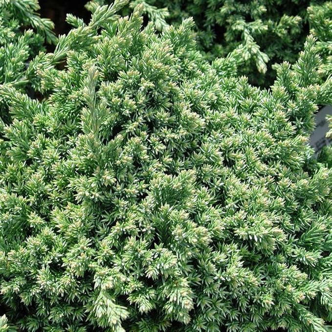 RedCrocus Greenmound Juniper – Evergreen Ground Cover, Drought Tolerant, Pet Safe, Suitable for Containers & Landscaping, Zone 5-9 3 Gallon