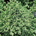 RedCrocus Greenmound Juniper – Evergreen Ground Cover, Drought Tolerant, Pet Safe, Suitable for Containers & Landscaping, Zone 5-9 3 Gallon