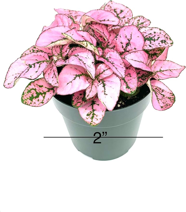 Hypoestes Pink Splash Live Potted House Plants Air Purifying in 2" Pot