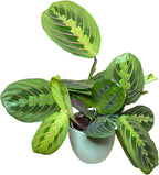 Live Plant, Red Maranta Prayer Plant, Pet Friendly, Air Purifying Plant, Easy Care, Easy to Grow Live Indoor Plant, Houseplant, Rare Indoor Plant, Home Décor 4.7 inch Pot (Sage)