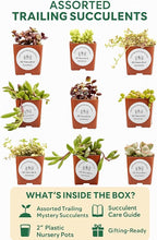 Live Trailing Mystery Succulent (9‑Pack) | Well‑Rooted 2″ Pots | Hanging Basket Starters | DIY Decor & Gift‑Ready